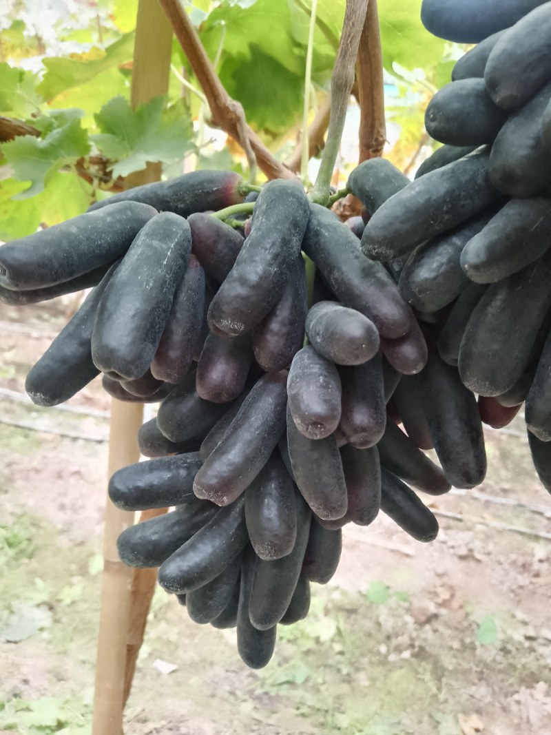蓝宝石葡萄，实力代办，价格美丽，量大从优