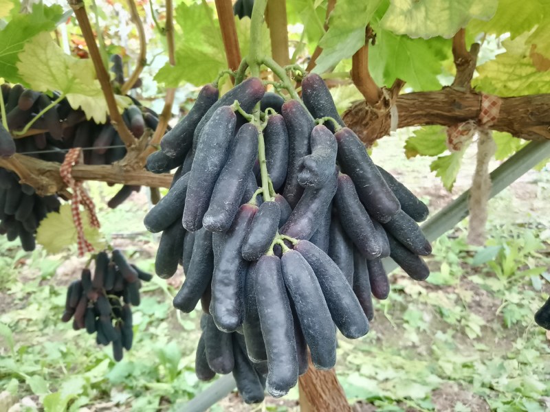 蓝宝石葡萄，实力代办，价格美丽，量大从优