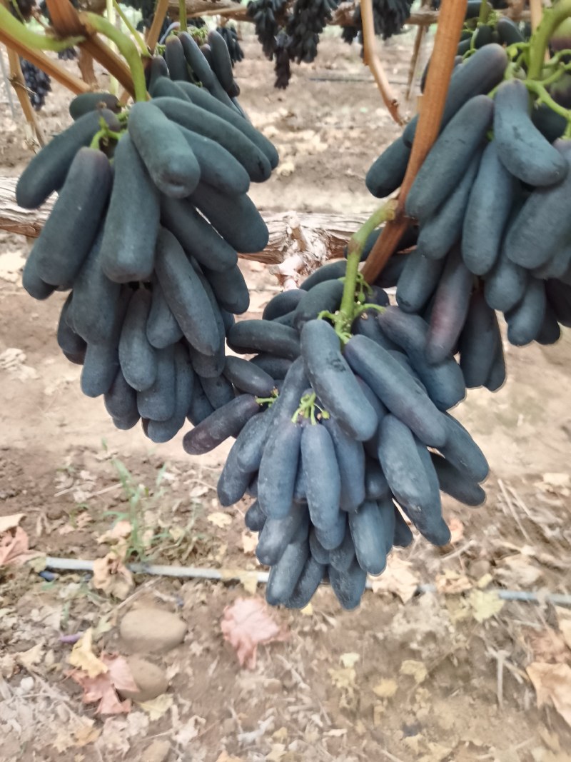 蓝宝石葡萄，实力代办，价格美丽，量大从优