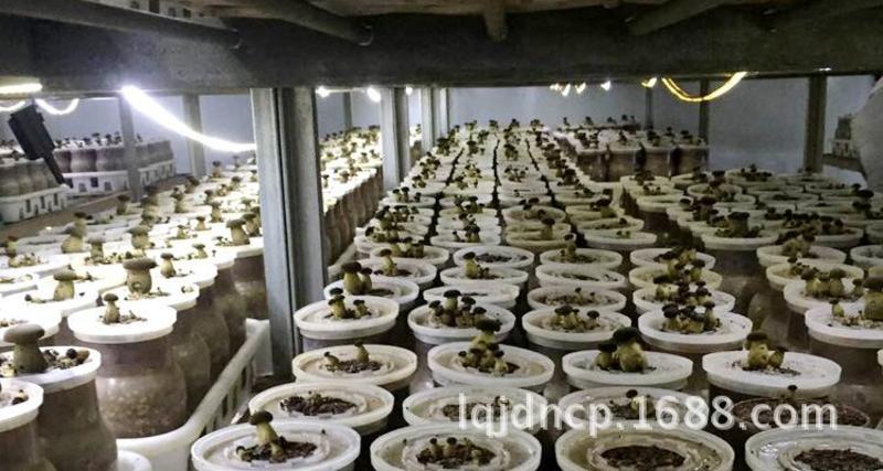 云南黑牛肝菌栽培而成，营养丰富，长期供货一件代发