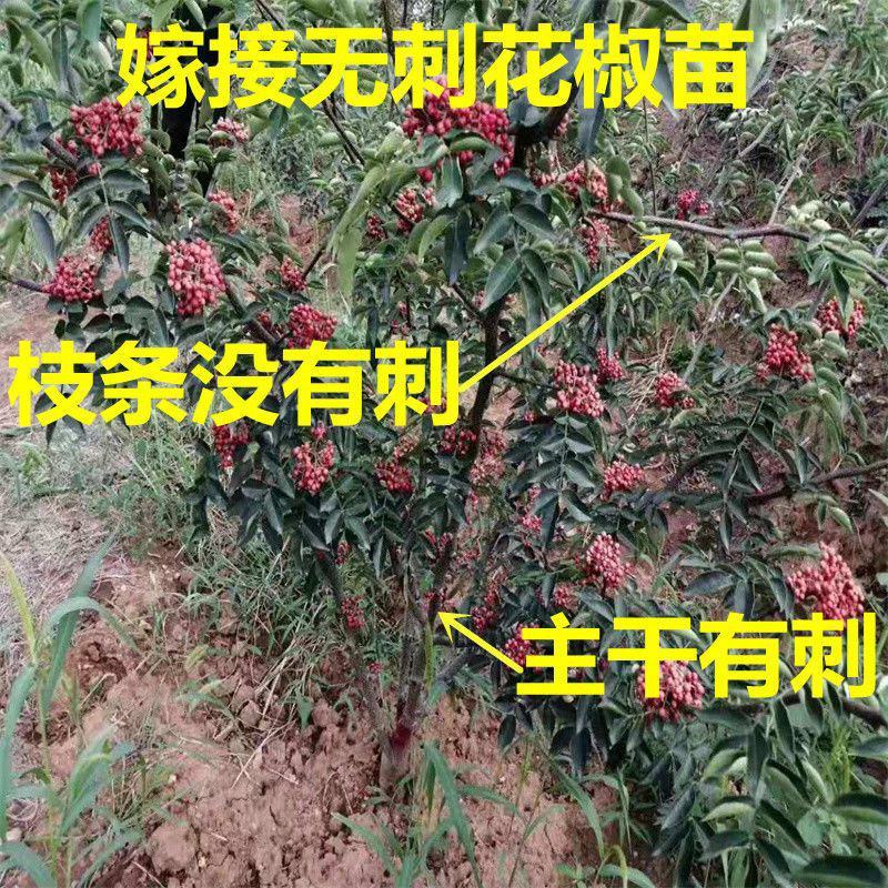 无刺嫁接花椒苗大红袍花椒苗高产狮子头花椒苗早熟伏椒