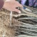 无刺嫁接花椒苗大红袍花椒苗高产狮子头花椒苗早熟伏椒