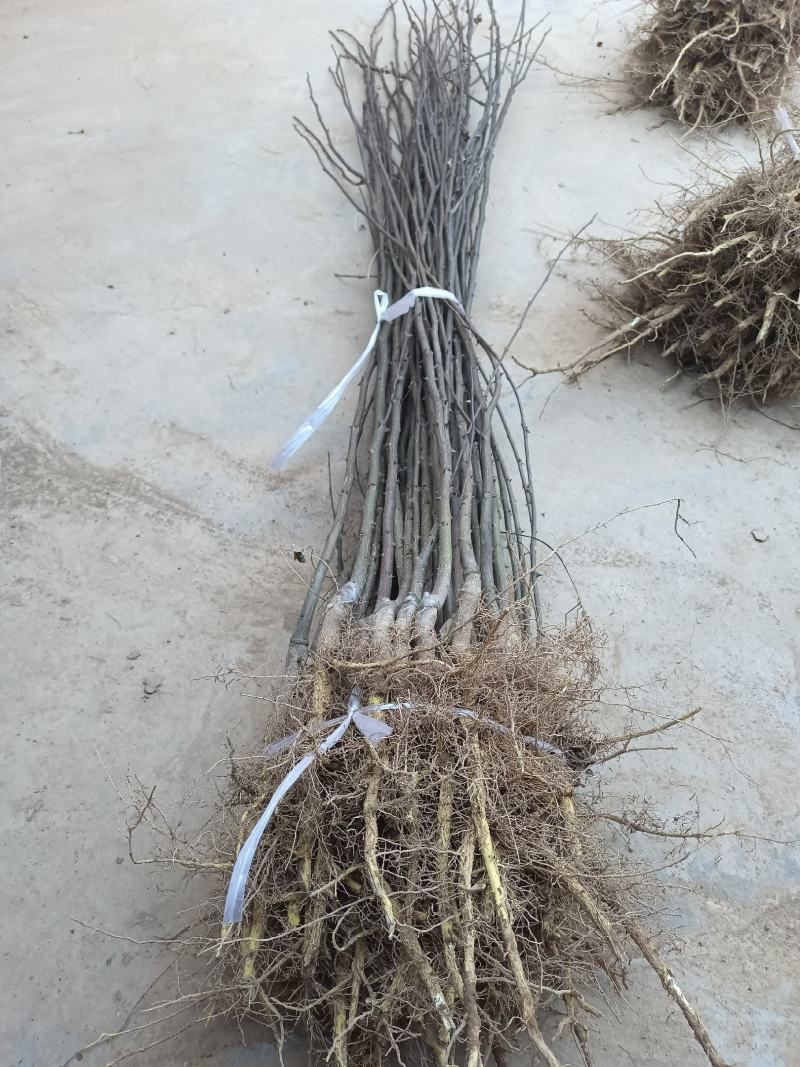 无刺嫁接花椒苗大红袍花椒苗高产狮子头花椒苗早熟伏椒
