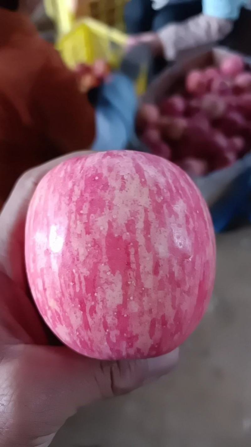 富士今年抢货了，丰收的一年，漂亮的一年