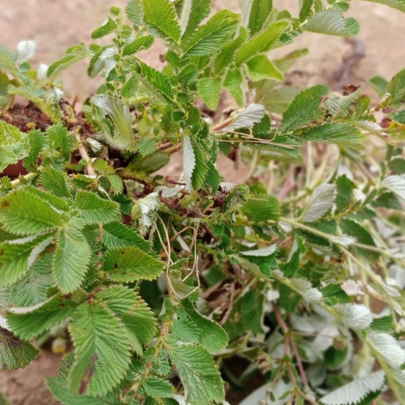 云南野生新鲜翻白草,鸡腿根天藕叶下白鸡爪参翻白萎陵菜