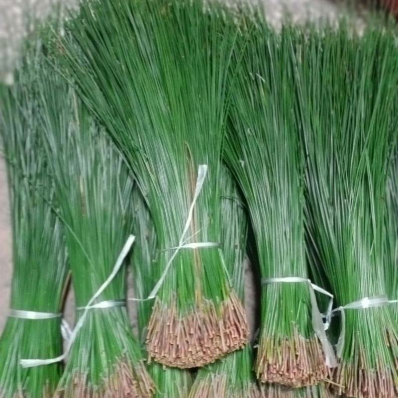 原生态饮用松针茶嫩松尖松针嫩芽松树嫩芽全松茶特级养生茶包