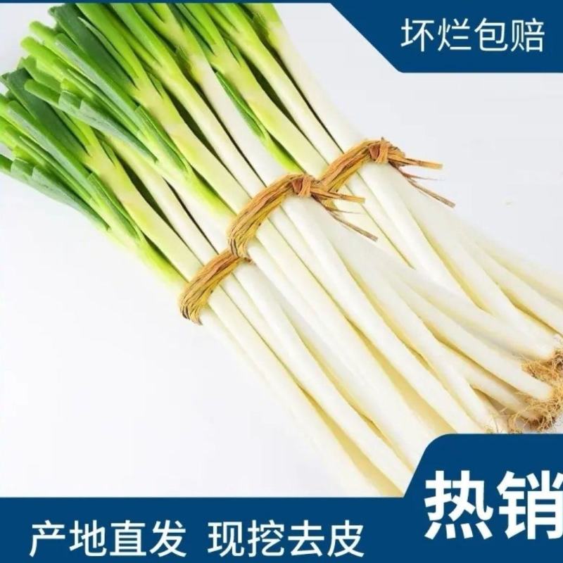 河北邯郸长白大葱产地发货量大从优欢迎全国老板考察