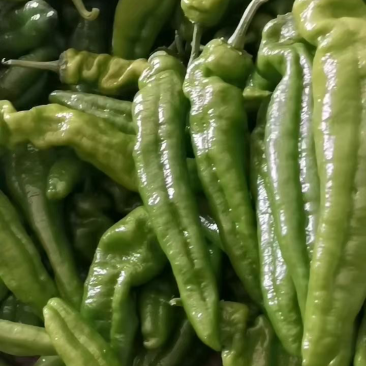 鲜辣椒301大椒