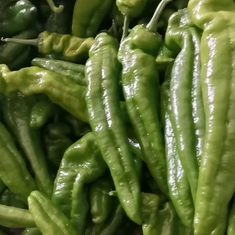 鲜辣椒301大椒