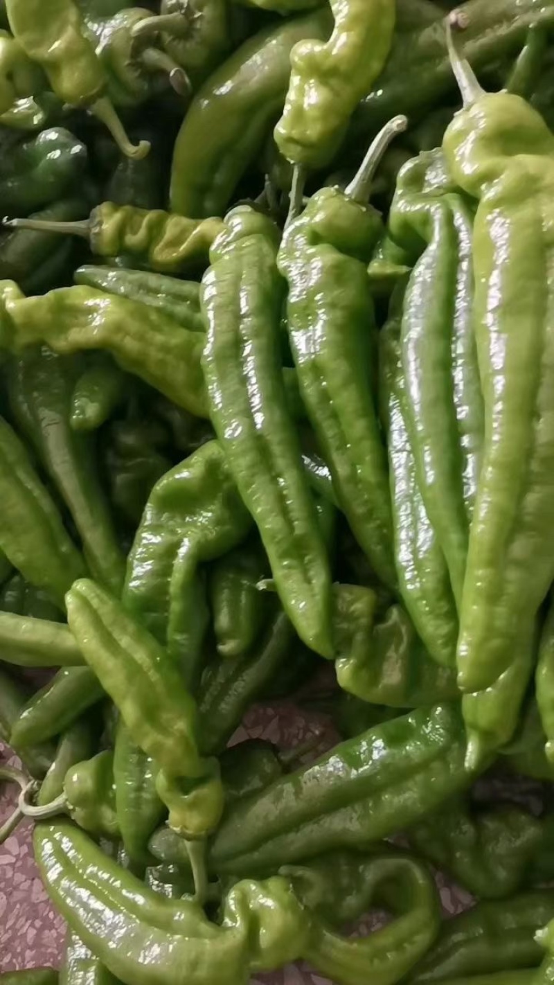 鲜辣椒301大椒