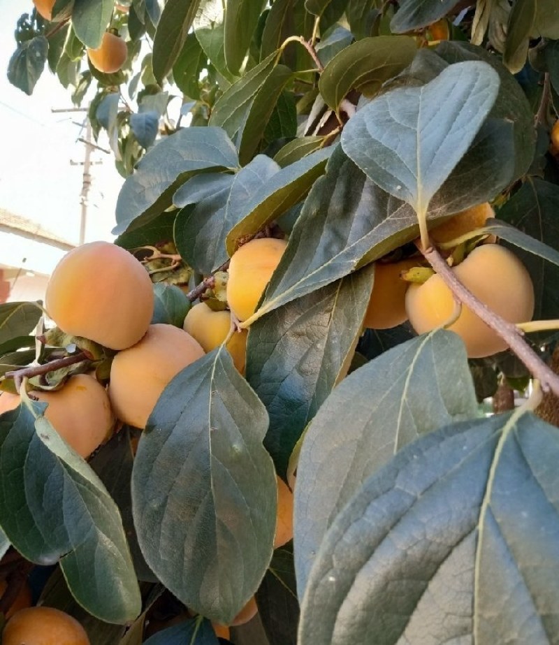 【实力商家】大量火柿成熟上市现在大量走货中有需求欢迎采购