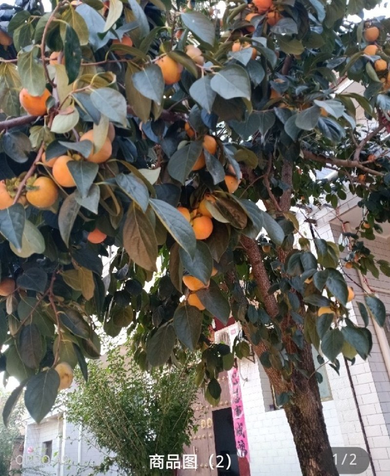 【实力商家】大量火柿成熟上市现在大量走货中有需求欢迎采购