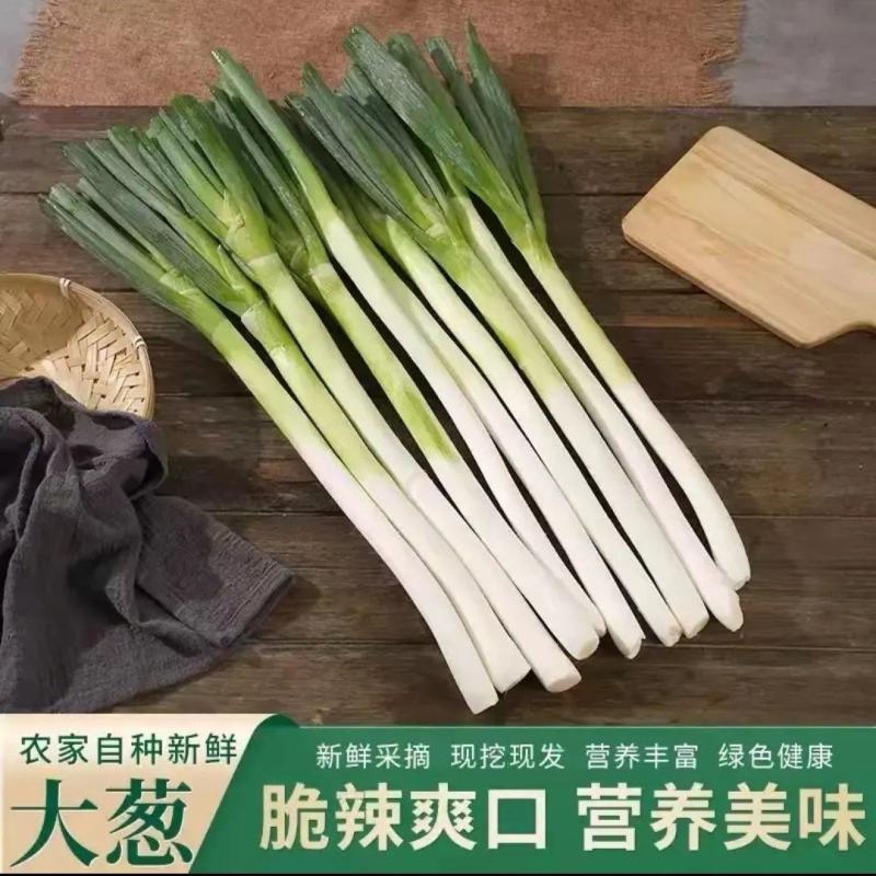 河北邯郸长白大葱产地发货量大从优欢迎全国老板考察