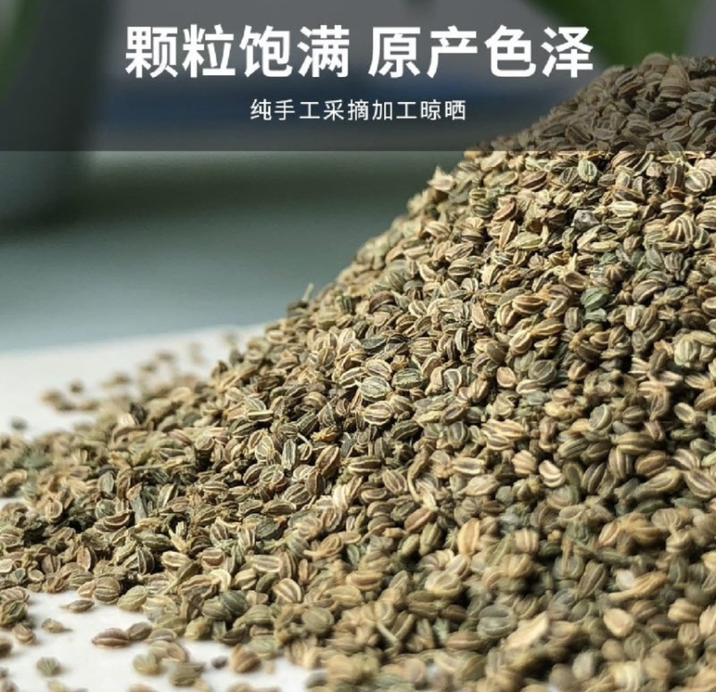 芹菜籽国产芹菜籽芹菜籽源头厂家现货批发质量保证