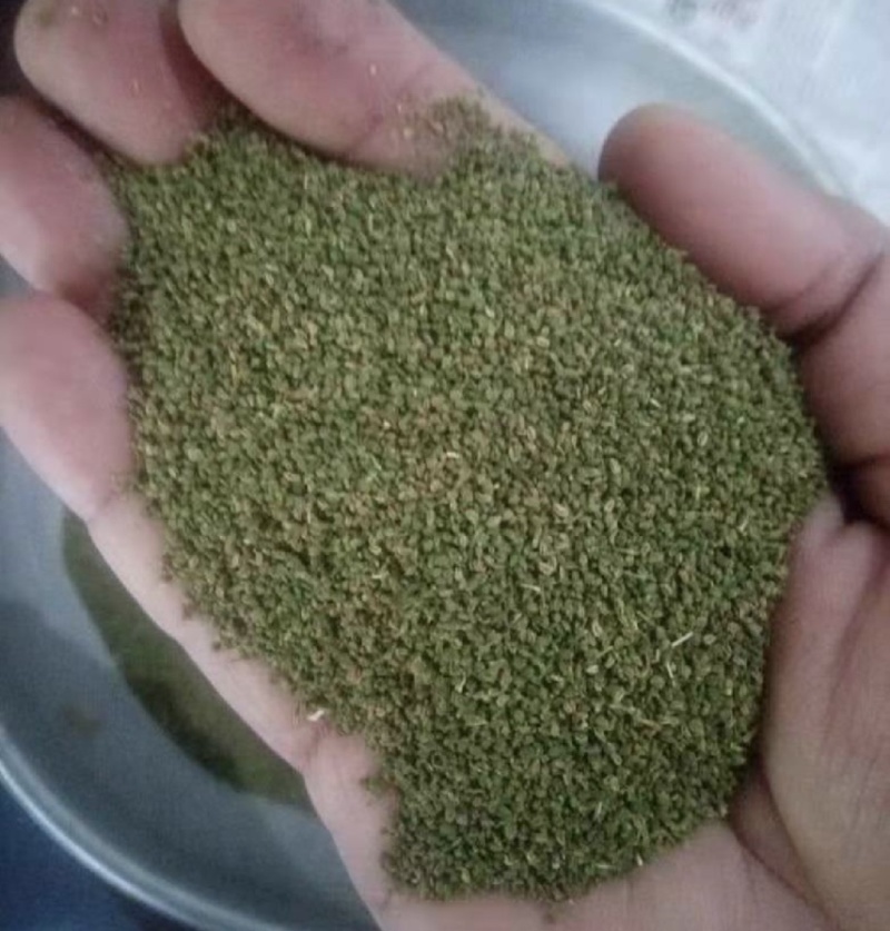 芹菜籽国产芹菜籽芹菜籽源头厂家现货批发质量保证