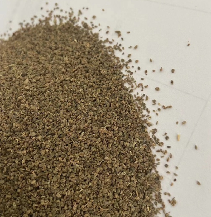 芹菜籽国产芹菜籽芹菜籽源头厂家现货批发质量保证