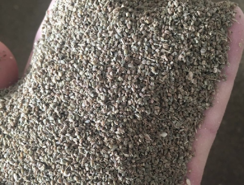 芹菜籽国产芹菜籽芹菜籽源头厂家现货批发质量保证