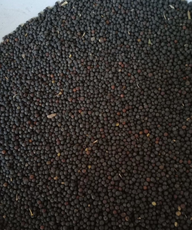 油菜籽黄色油菜籽高油油菜籽油菜籽源头厂家