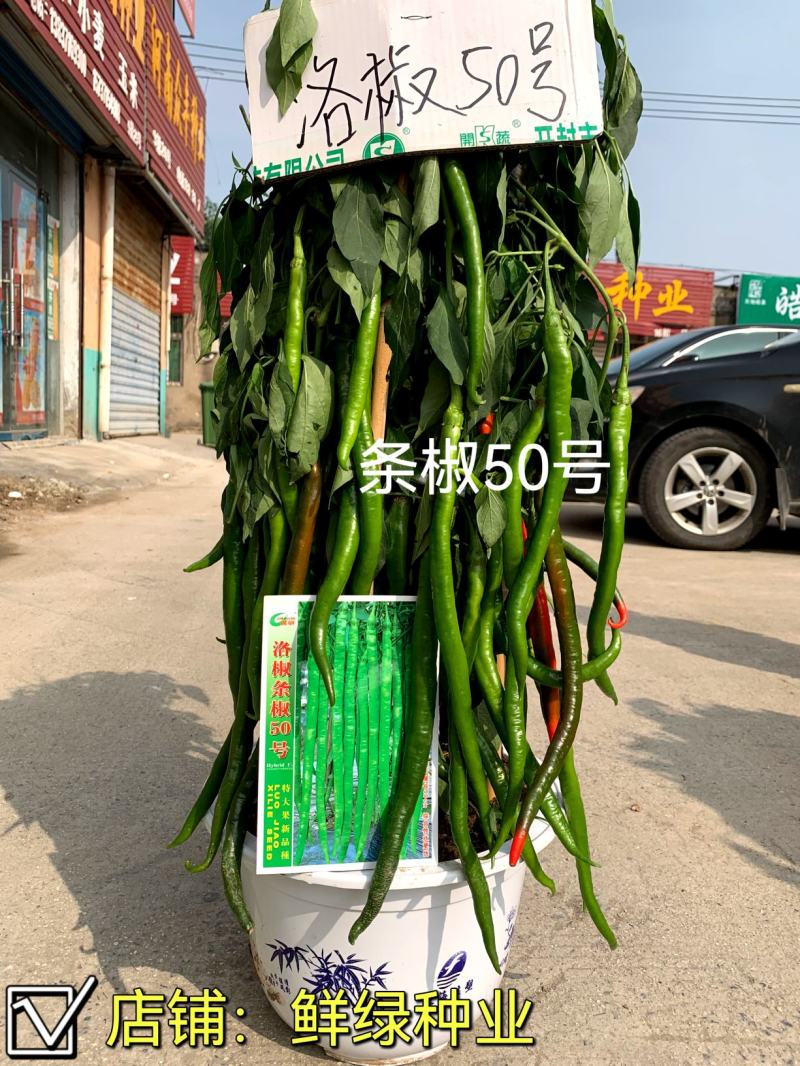 洛椒条椒50号：结果稠密集中，丰产抗病，较长较直