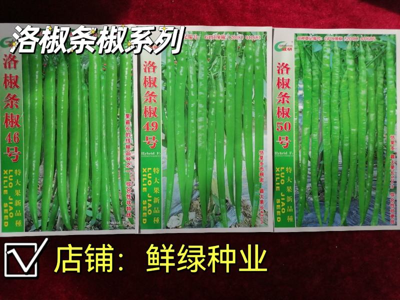 洛椒条椒50号：结果稠密集中，丰产抗病，较长较直