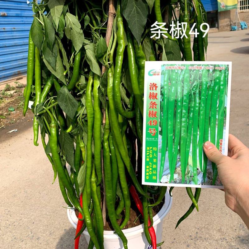 条椒49号线椒种子新品早中熟翠绿顺直丰产抗病综合性状优