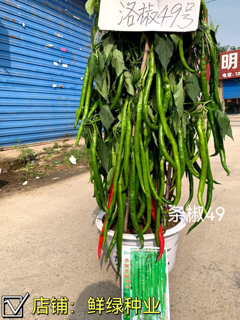 条椒49号线椒种子新品早中熟翠绿顺直丰产抗病综合性状优