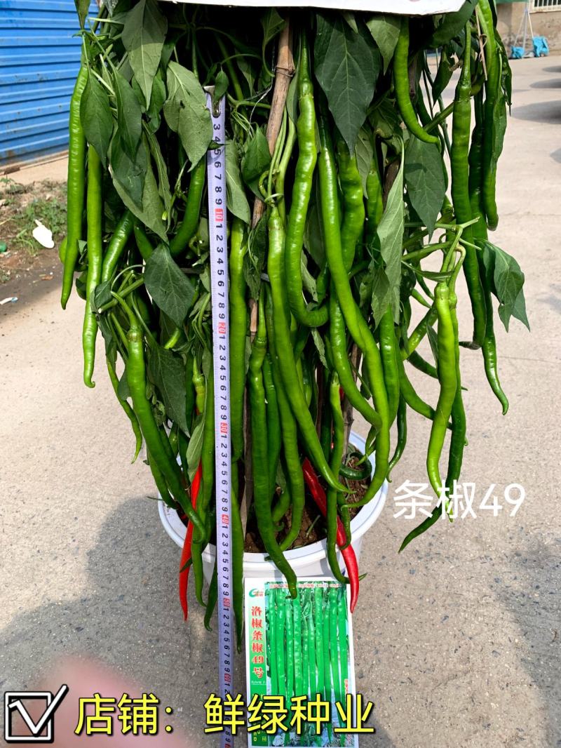 条椒49号线椒种子新品早中熟翠绿顺直丰产抗病综合性状优