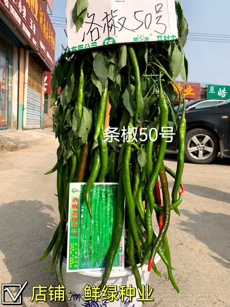 条椒49号线椒种子新品早中熟翠绿顺直丰产抗病综合性状优