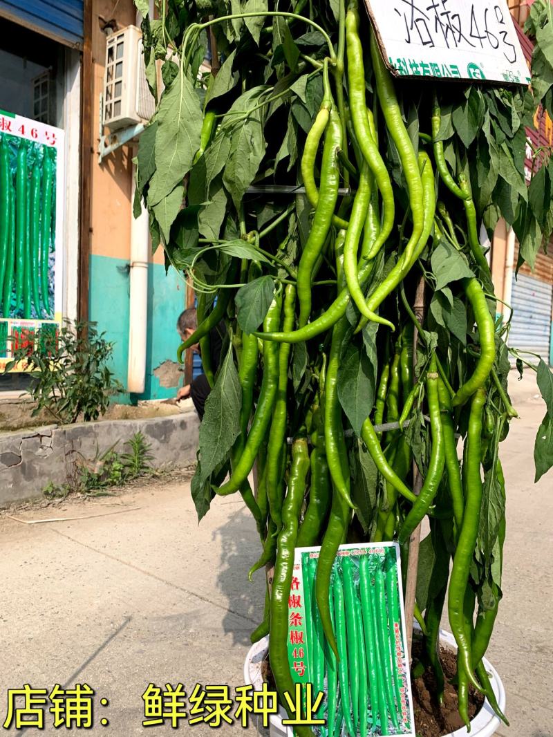 条椒49号线椒种子新品早中熟翠绿顺直丰产抗病综合性状优