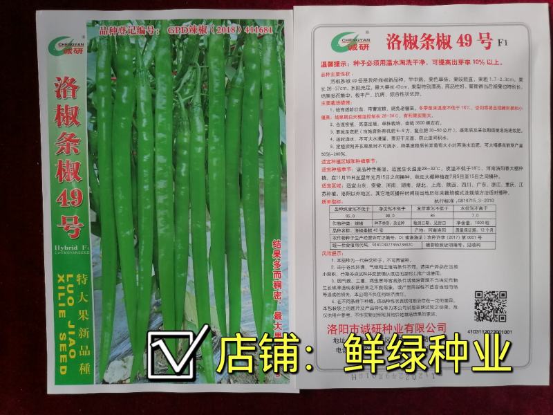 条椒49号线椒种子新品早中熟翠绿顺直丰产抗病综合性状优