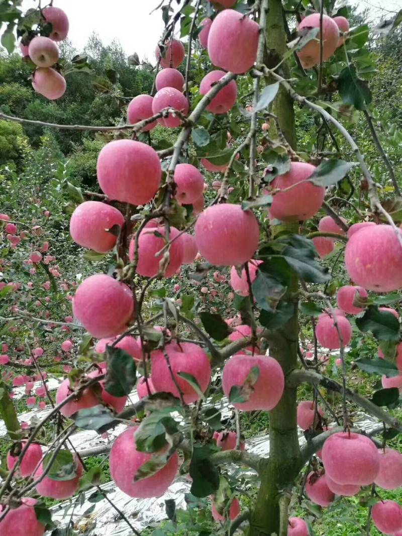 高山苹果70mm以上纸袋