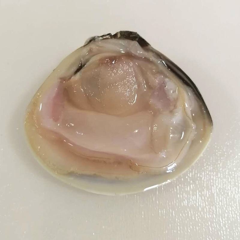 鲜活大蛤蜊无沙文蛤蛏子花甲美贝海鲜贝类