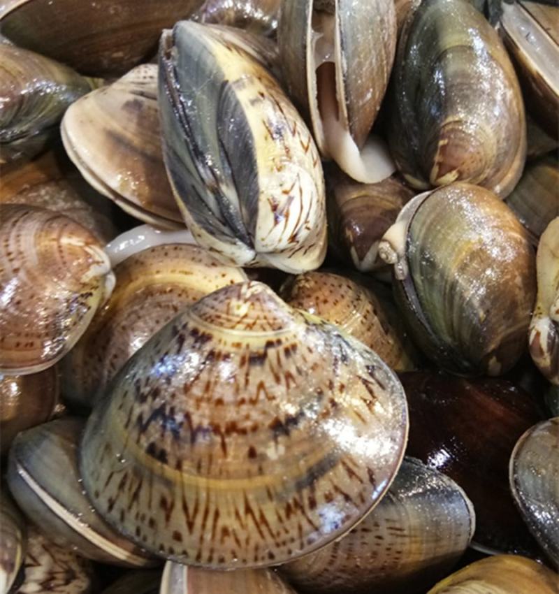 鲜活大蛤蜊无沙文蛤蛏子花甲美贝海鲜贝类