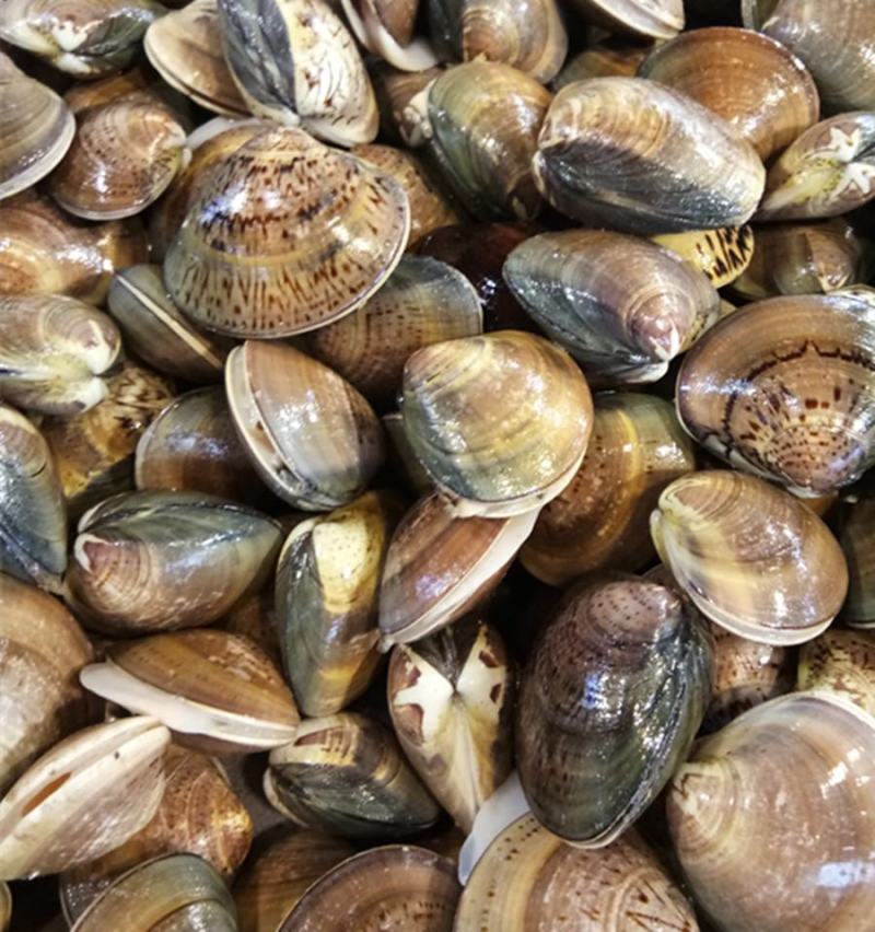 鲜活大蛤蜊无沙文蛤蛏子花甲美贝海鲜贝类