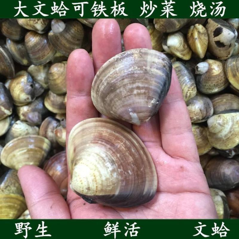 鲜活大蛤蜊无沙文蛤蛏子花甲美贝海鲜贝类