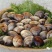 鲜活大蛤蜊无沙文蛤蛏子花甲美贝海鲜贝类