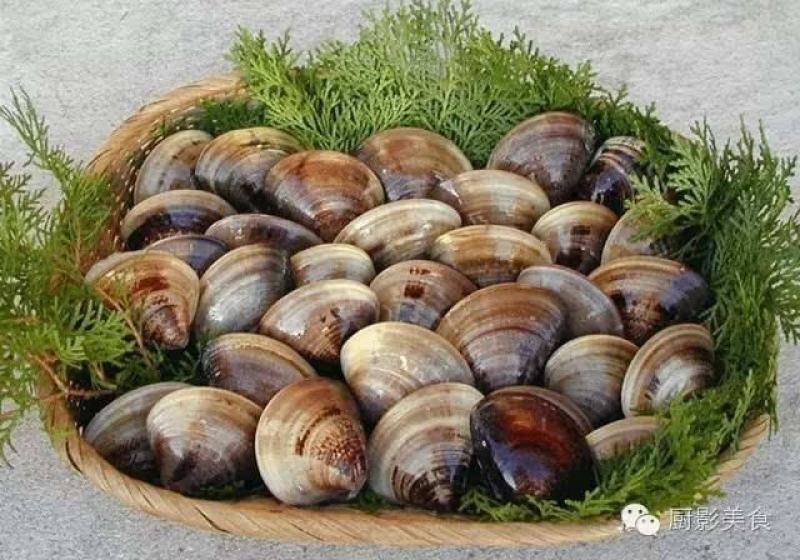 鲜活大蛤蜊无沙文蛤蛏子花甲美贝海鲜贝类