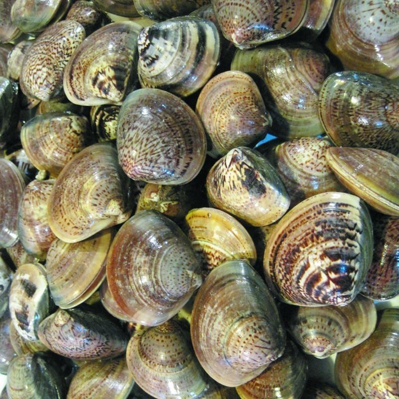 鲜活大蛤蜊无沙文蛤蛏子花甲美贝海鲜贝类