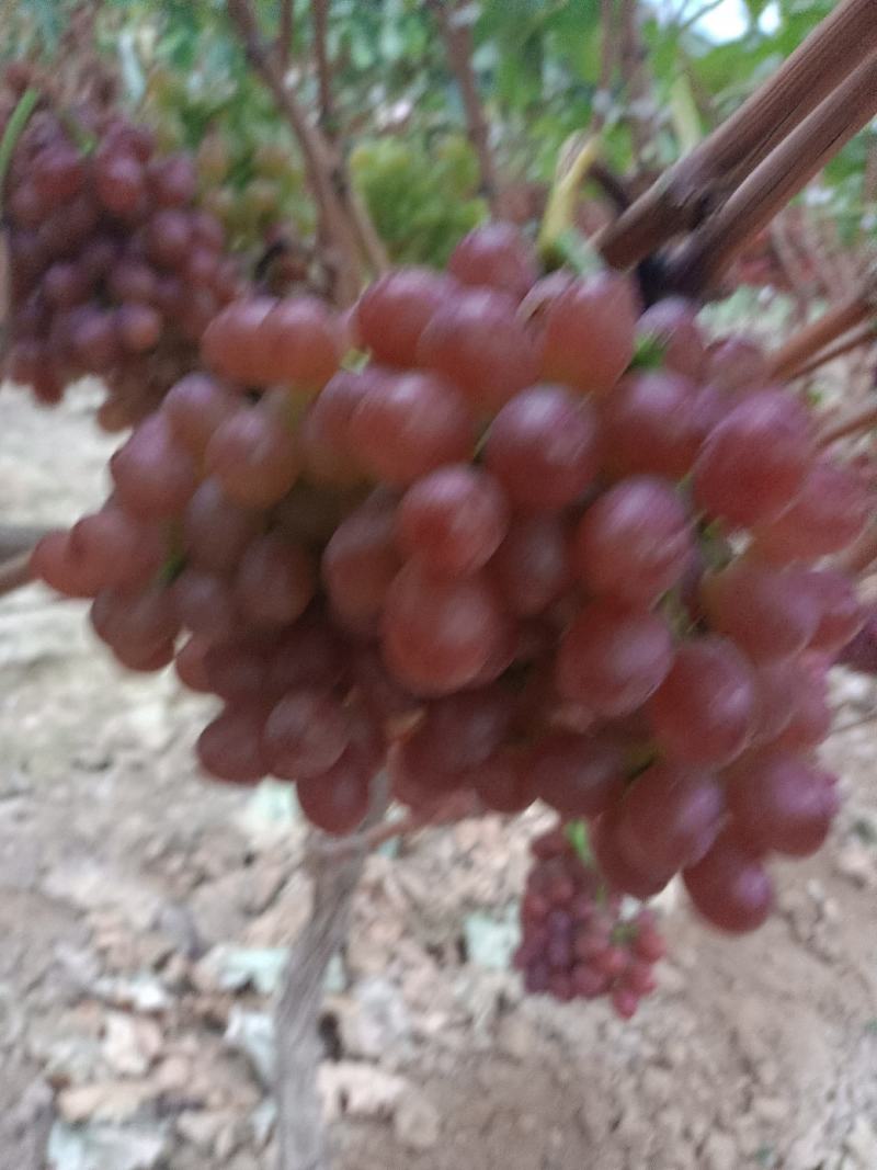 陕西渭南大荔县防雨棚克伦生大量供应，颗粒大，硬度好