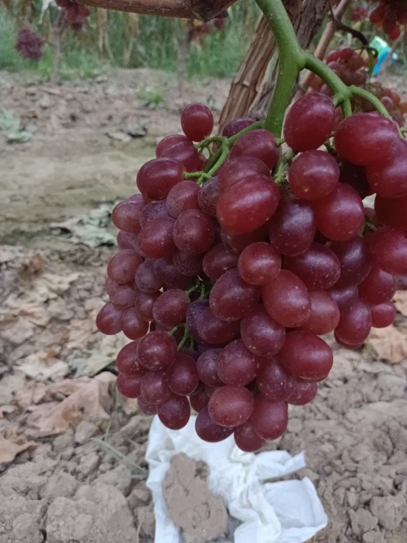 陕西渭南大荔县防雨棚克伦生大量供应，颗粒大，硬度好