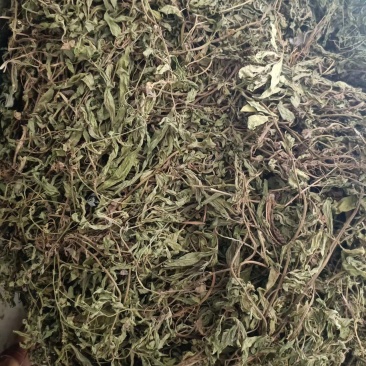 无根无草旱莲草