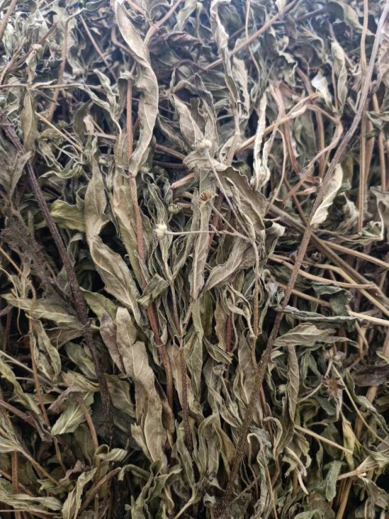 无根无草旱莲草