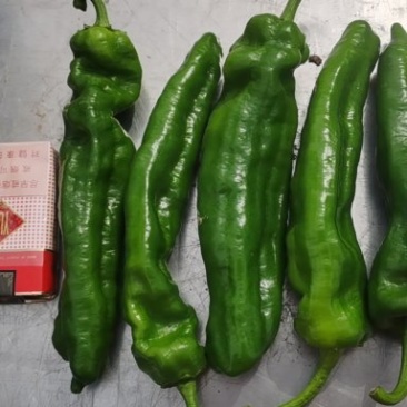 301泡椒，苏椒，线椒，螺丝椒，品种齐全，大量上市中