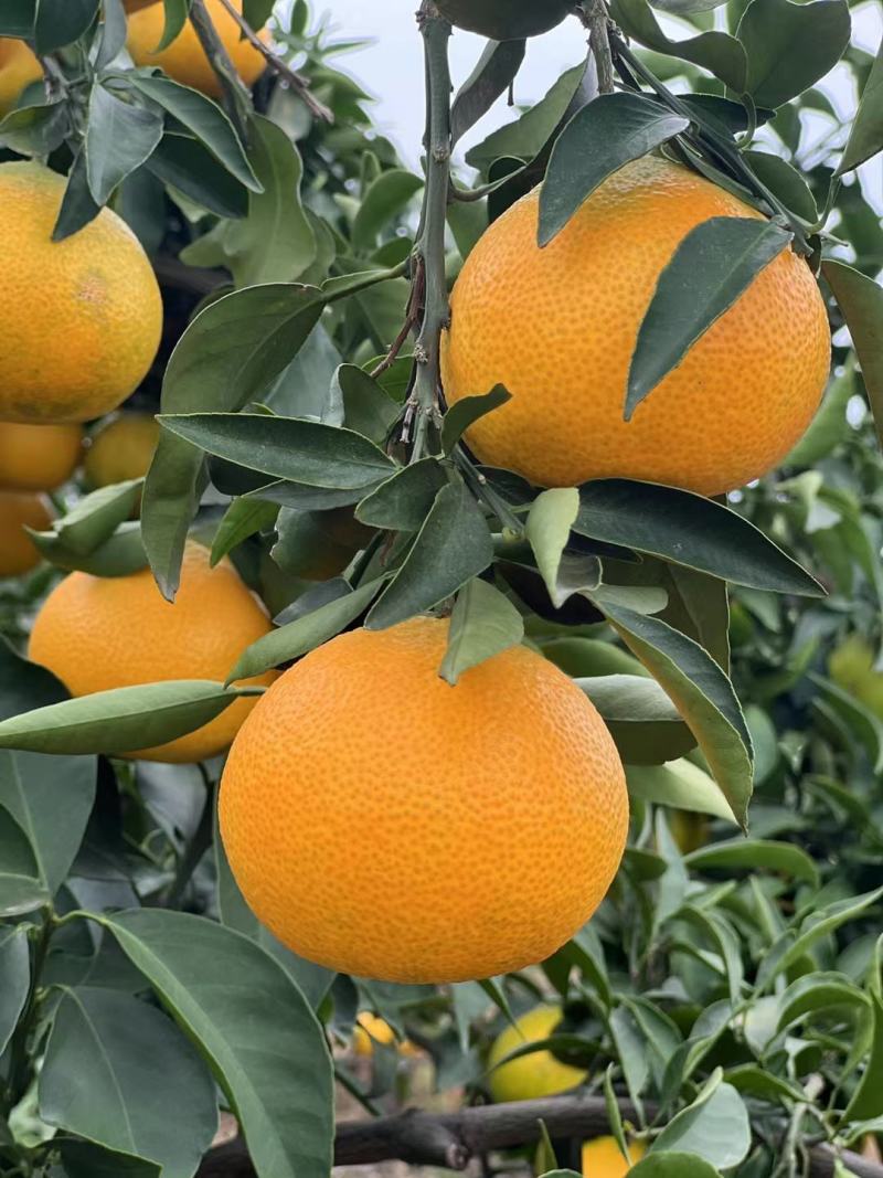 【牛商推荐】眉山爱媛38号果冻橙批发电商一件代发品质保障