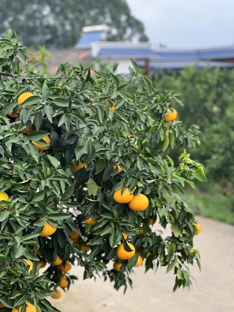 【牛商推荐】眉山爱媛38号果冻橙批发电商一件代发品质保障