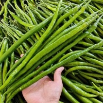 山东线椒青州精品线椒大量上市各种规格齐全