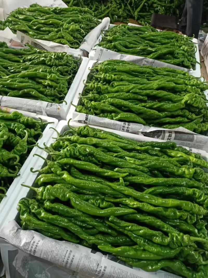 青州精品螺丝椒大量上市基地发货原产地一手货源
