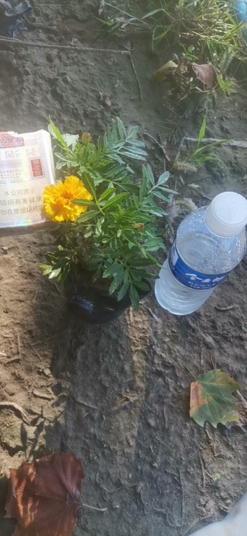 孔雀草基地直发货源充足欢迎新老客户来电咨询订购