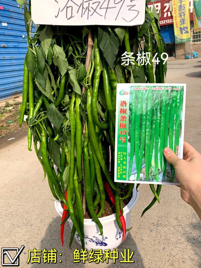 诚研辣椒研究所出品（洛椒高产高效栽培）图文并茂一学就会