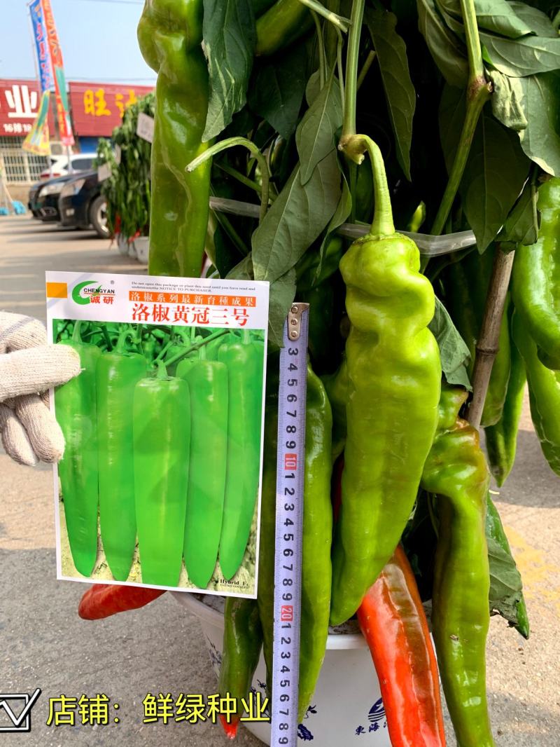 诚研辣椒研究所出品（洛椒高产高效栽培）图文并茂一学就会